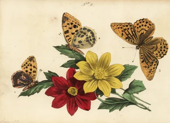 Kleiner Perlmuttfalter, Issoria lathonia 1, Großer Perlmuttfalter, Argynnis aglaja 2, und Kaisermantel, Argynnis paphia 3